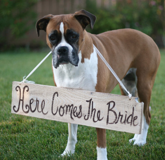 dog wearing here comes the bride sign 